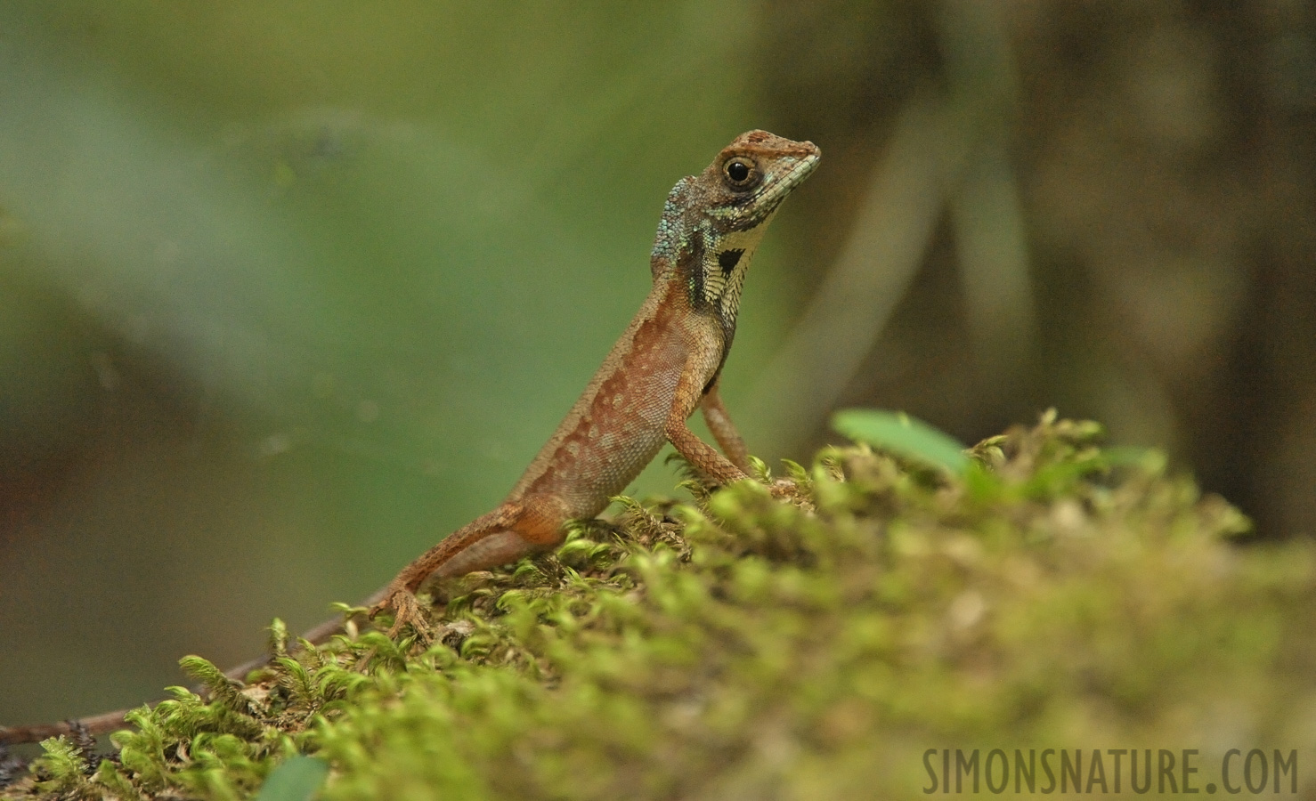 Otocryptis nigristigma [550 mm, 1/125 sec at f / 7.1, ISO 6400]